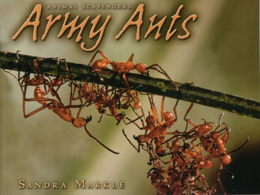 Book: Army Ants