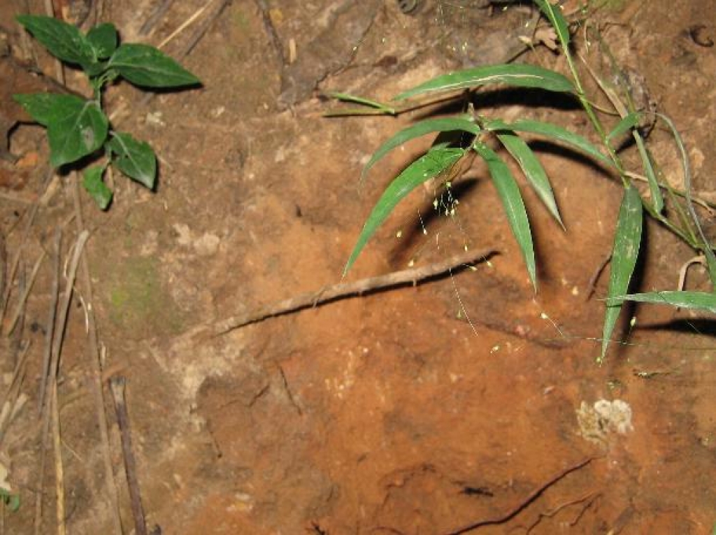 Leptogenys cf. diminuta