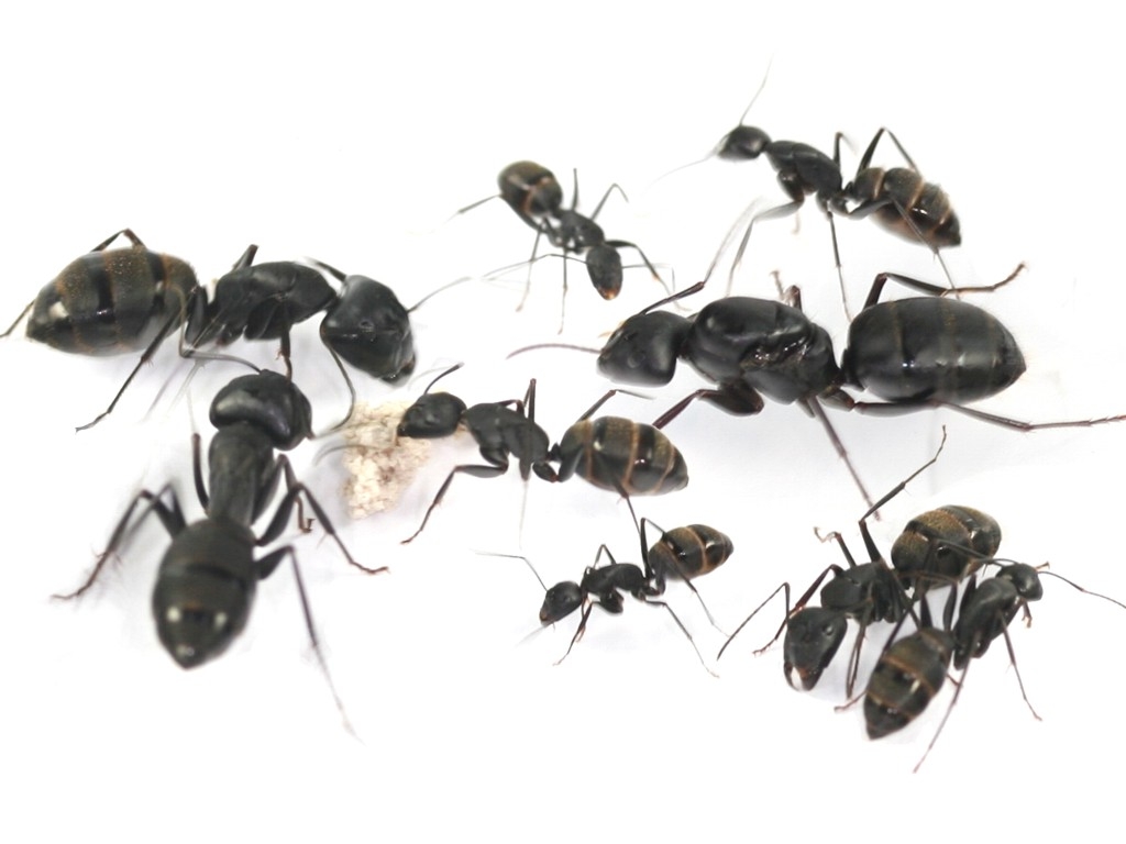 Camponotus japonicus