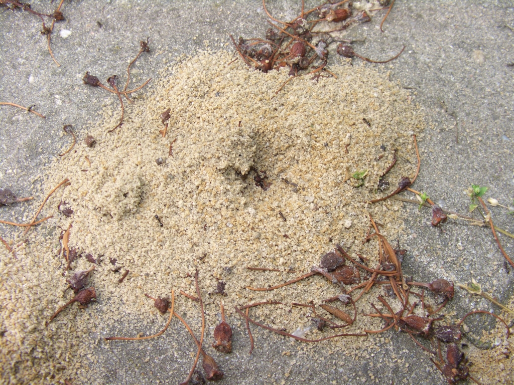 Tetramorium caespitum