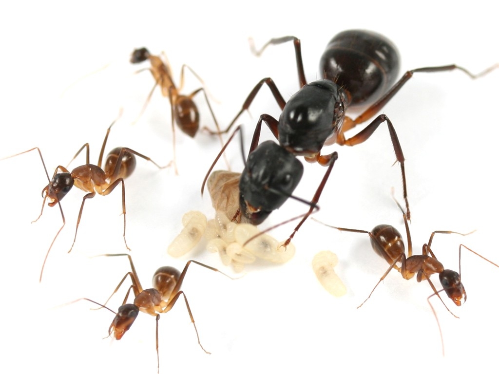 Camponotus fellah