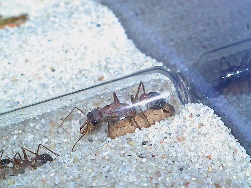 Myrmecia vindex