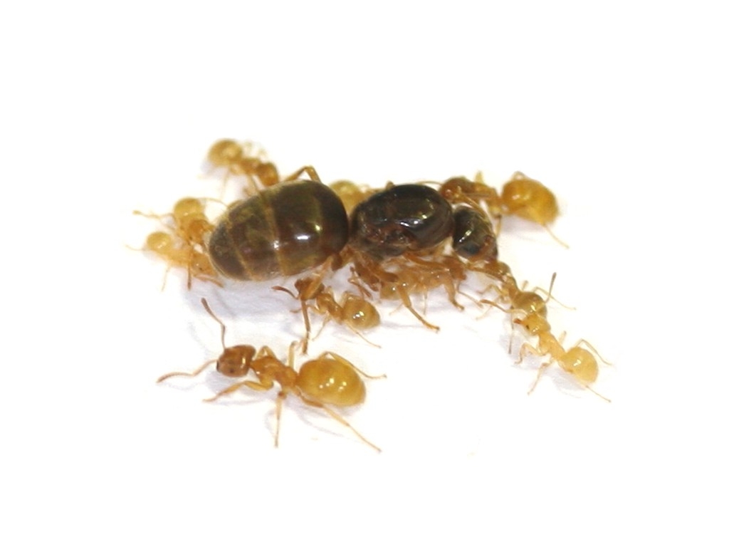 Lasius flavus (Gelbe Wegameise)