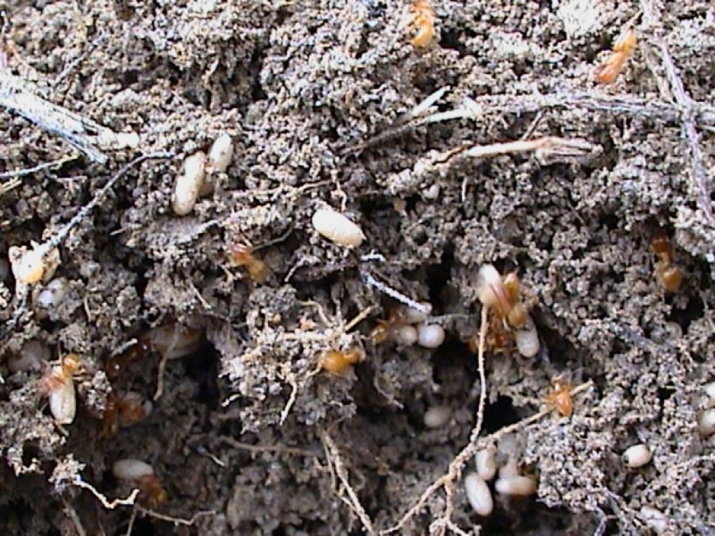 Lasius (Cautolasius) flavus (Yellow Meadow Ants)