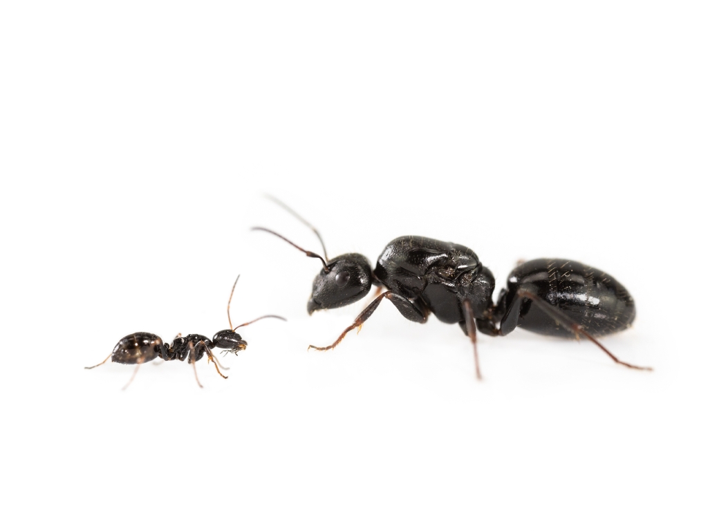 Camponotus piceus