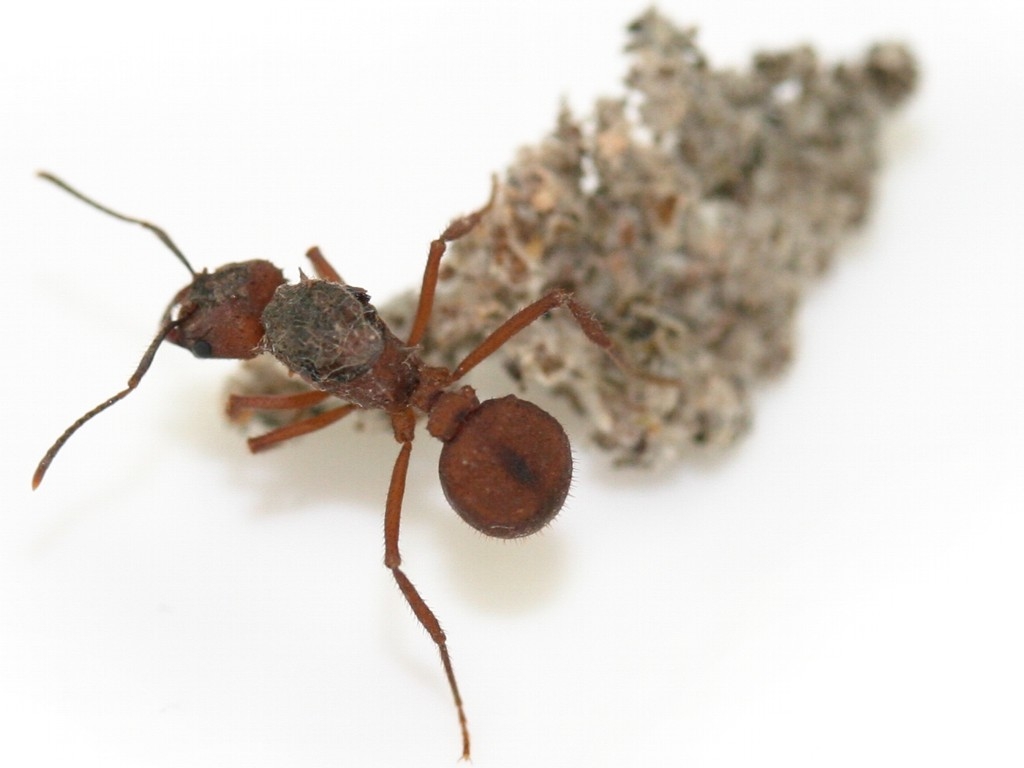 Acromyrmex spec. from Brazil