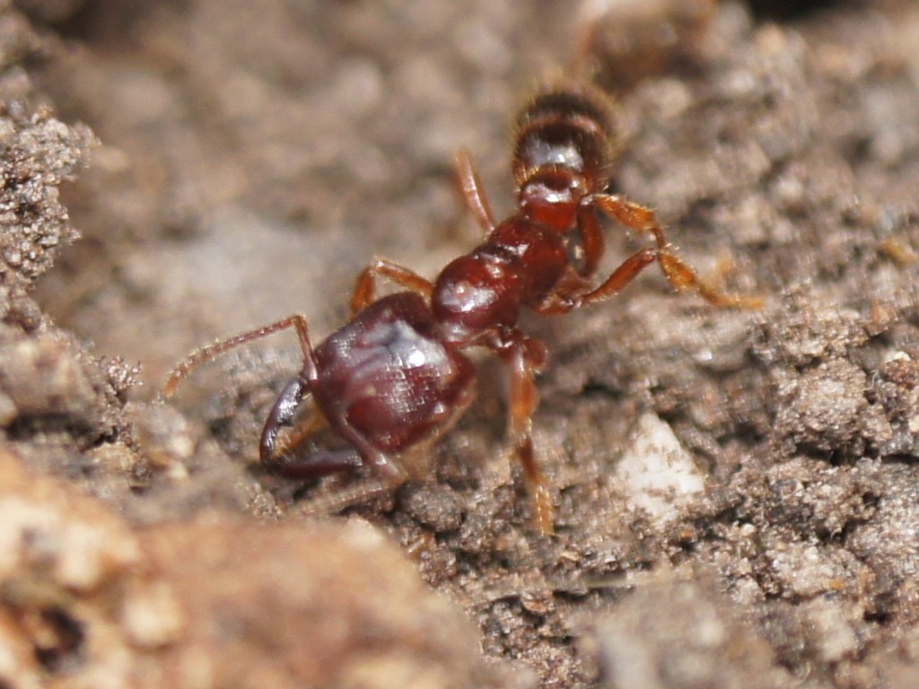 Amblyopone australis