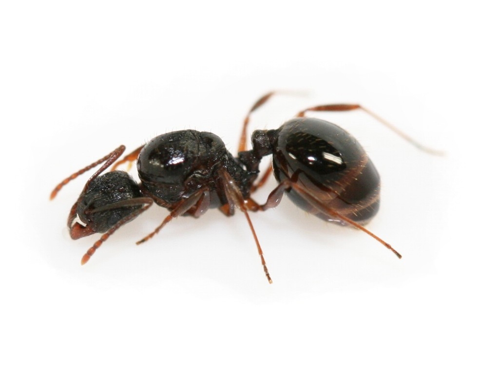 Aphaenogaster picea