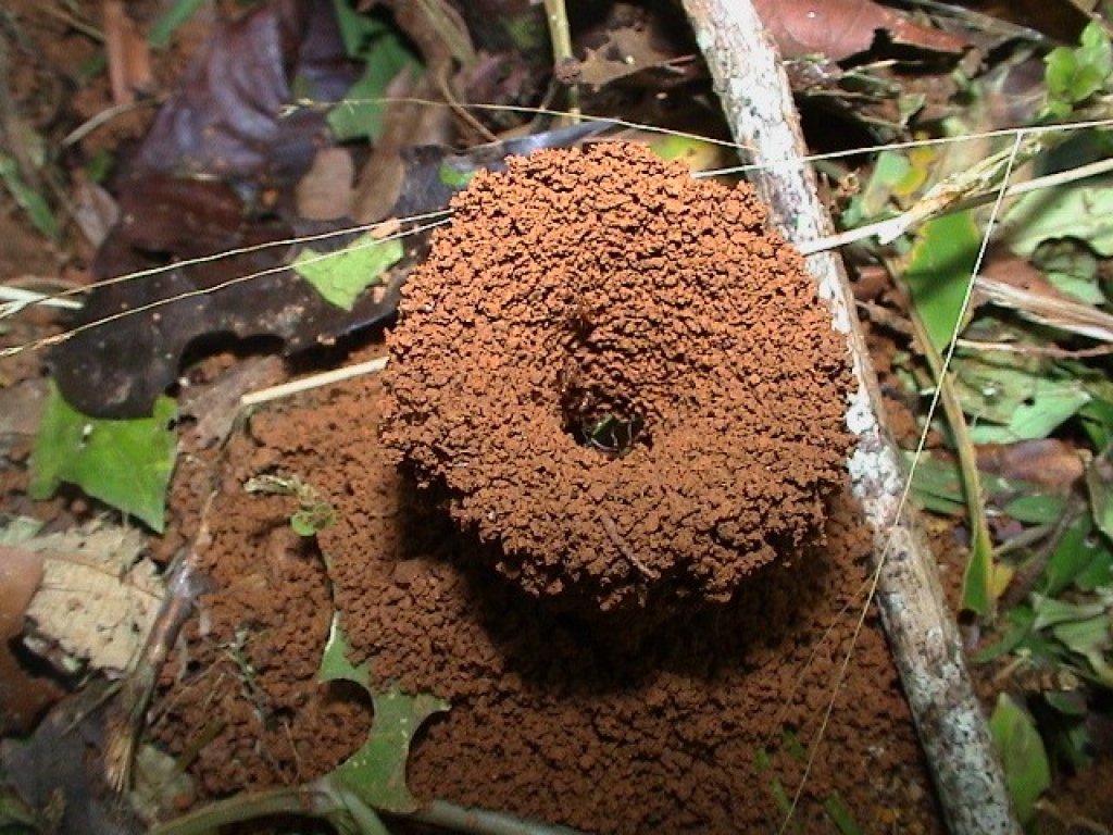 Atta cephalotes (bicolor)