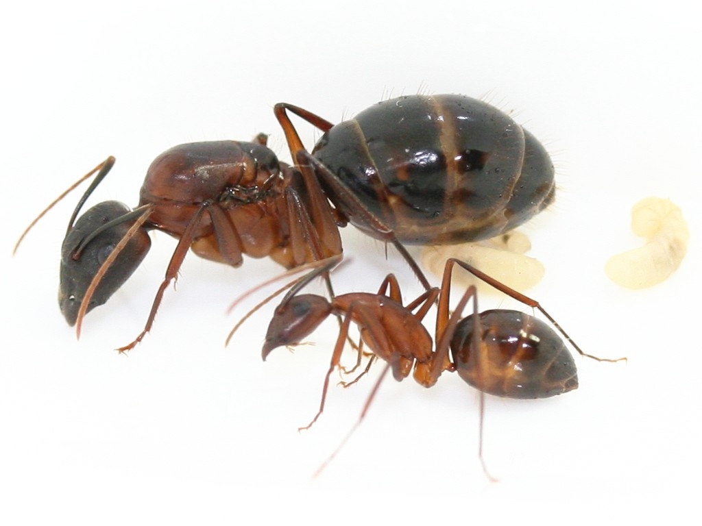 Camponotus arnoldinus