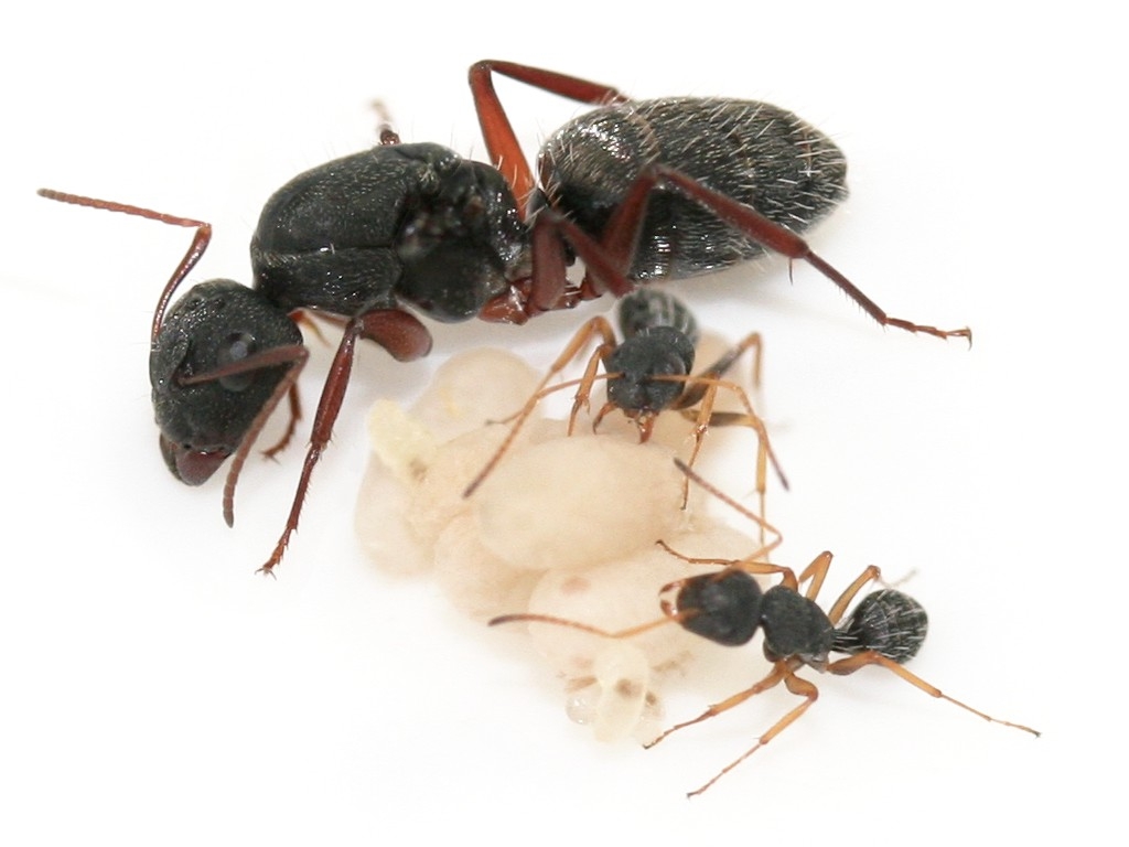 Camponotus flavomarginatus