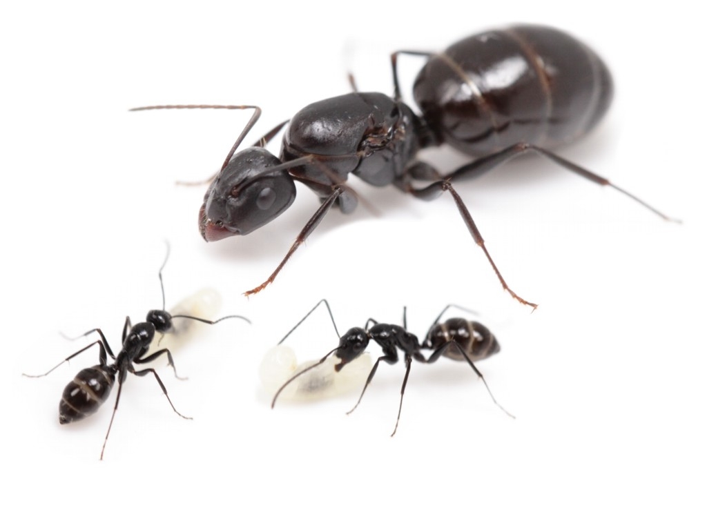 Camponotus foreli