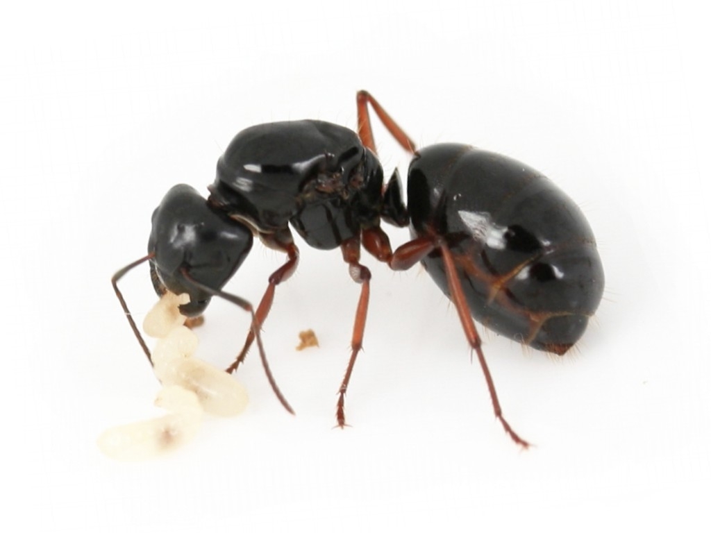 Camponotus friedae