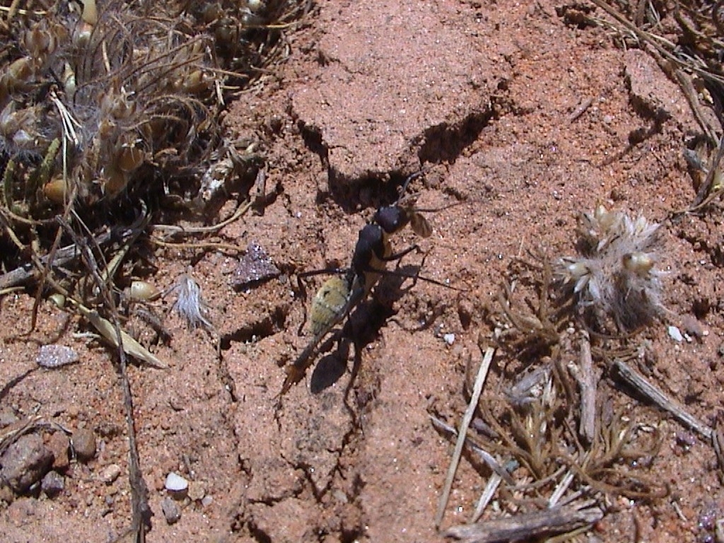 Camponotus fulvopilosus (golden)