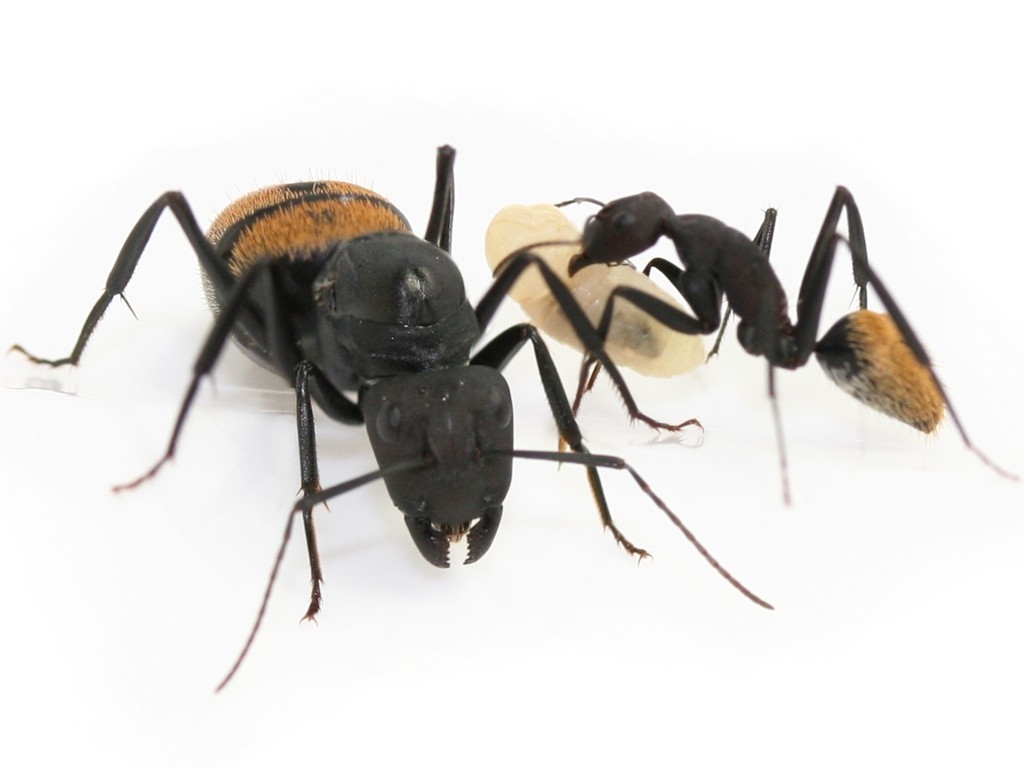 Camponotus fulvopilosus