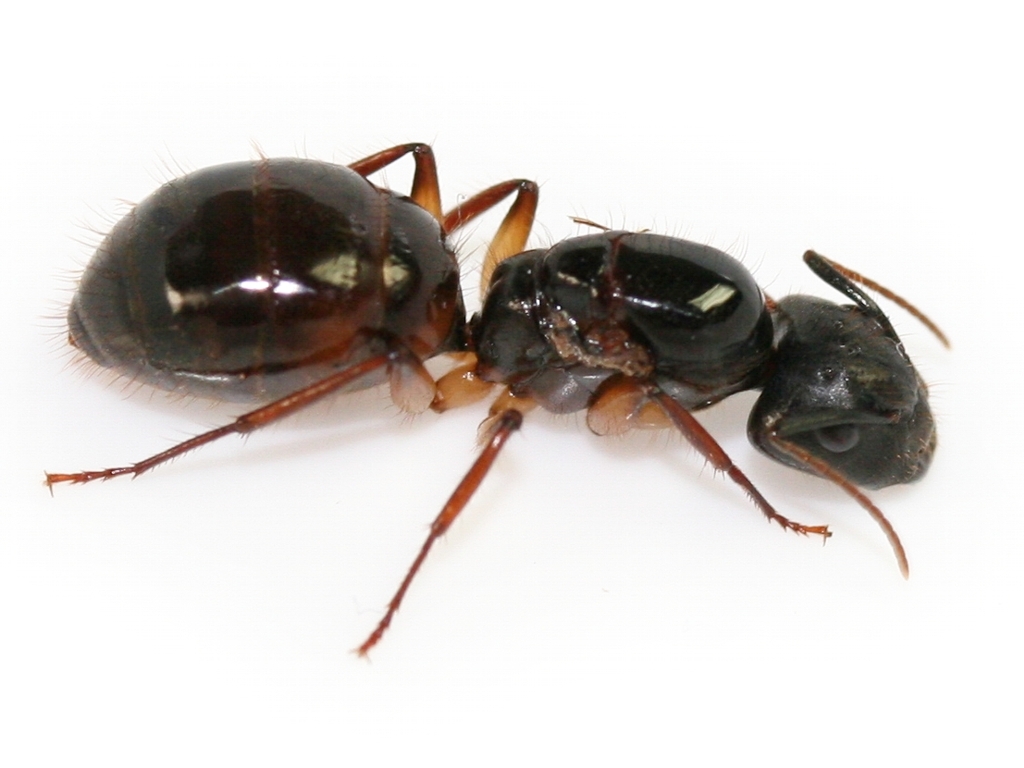 Camponotus iheringi