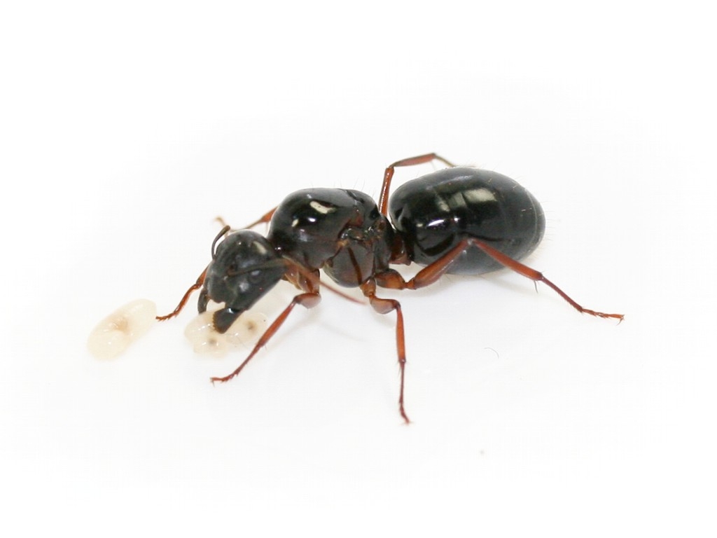 Camponotus largiceps