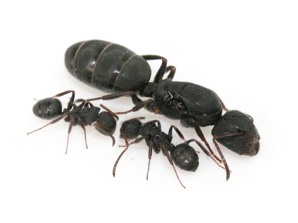 Camponotus lasiselene