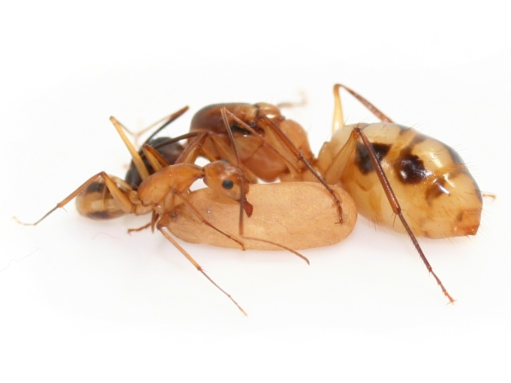 Camponotus maculatus