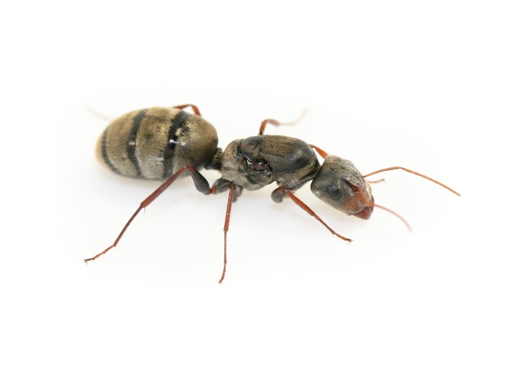 Camponotus cf. mus