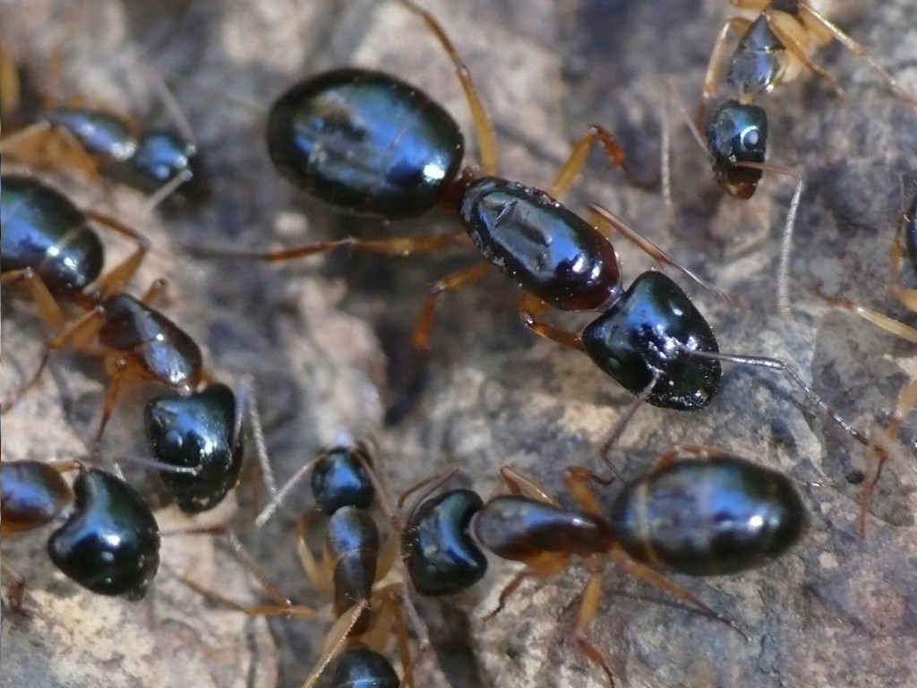 Camponotus nigriceps