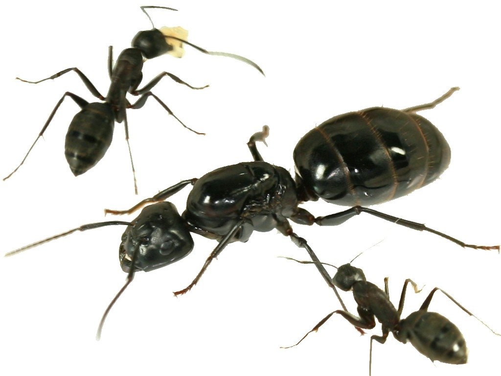 Camponotus sachalinensis