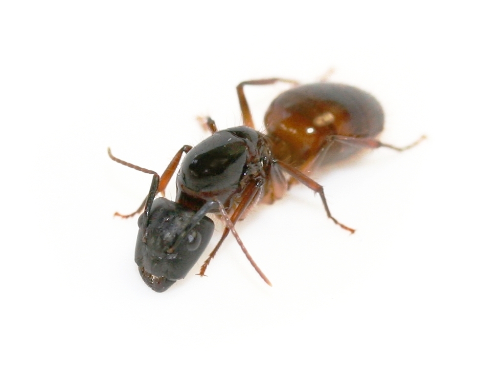 Camponotus sanctus