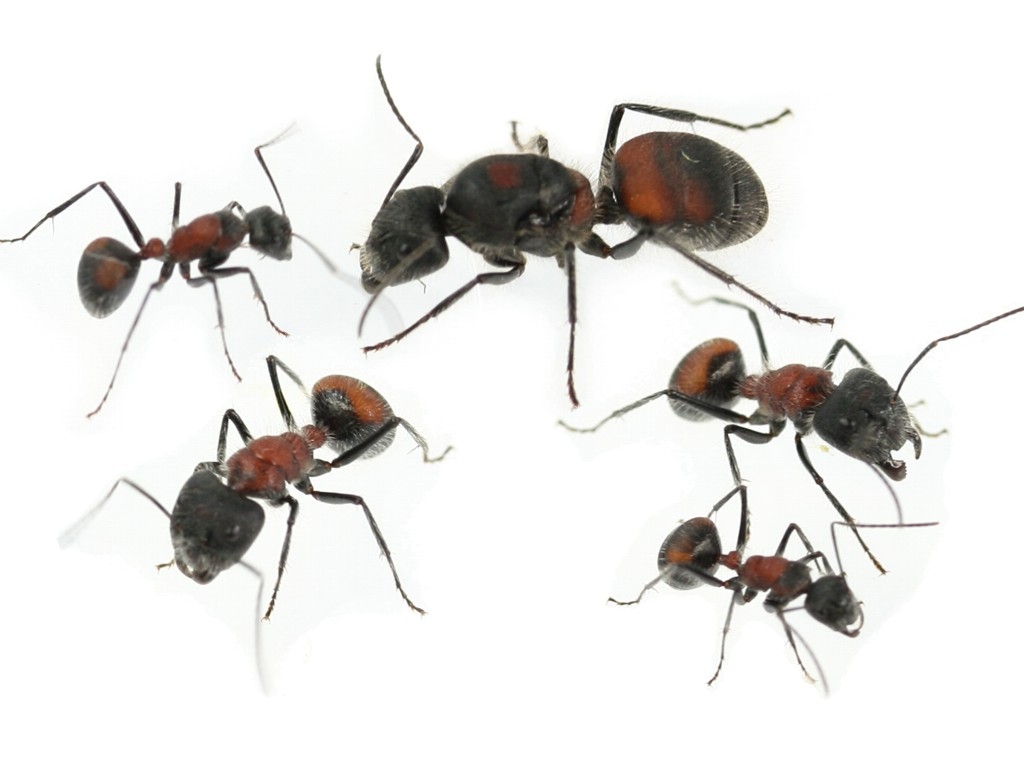 Camponotus mutilarius (xiangban)