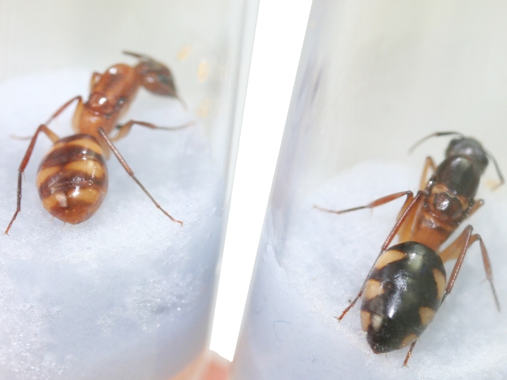 Camponotus cf. substitutus (bright variant)