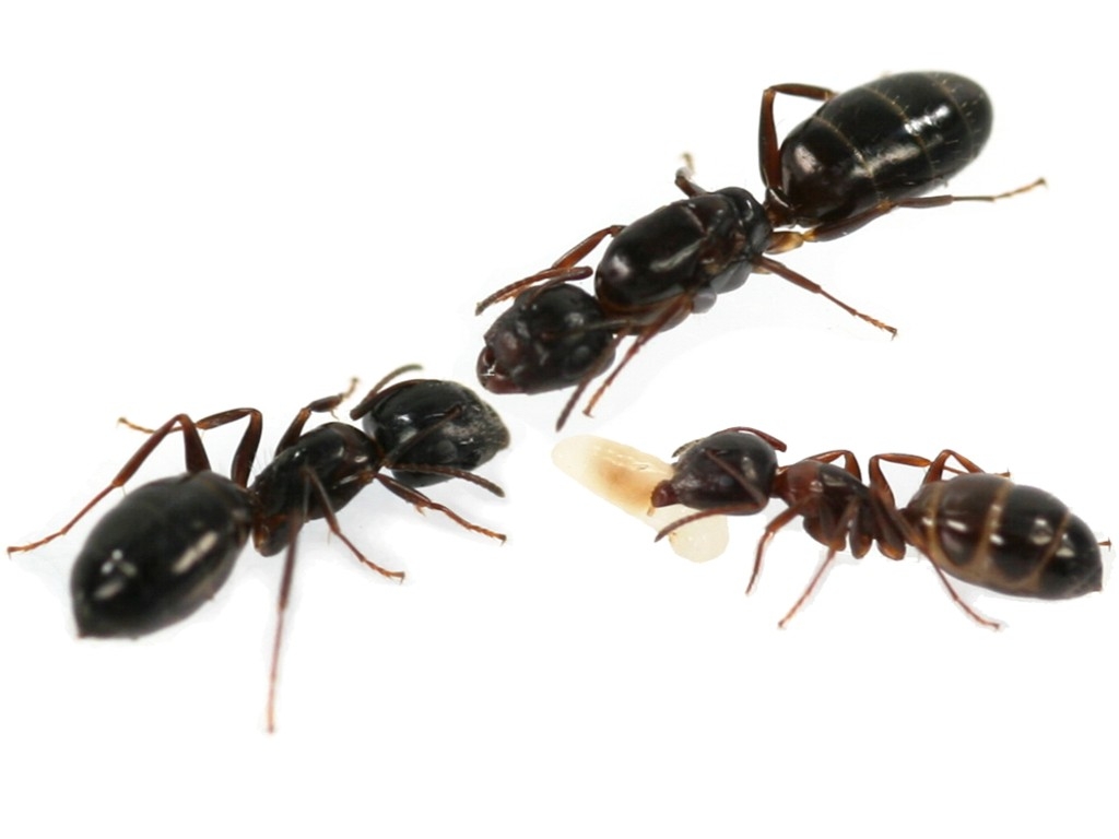 Camponotus tokioensis