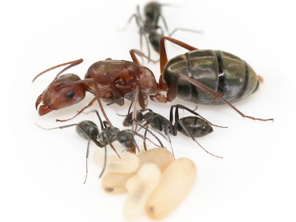 Camponotus vestitus