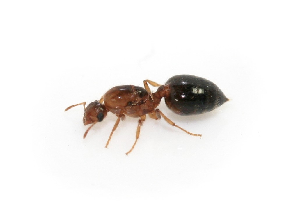 Crematogaster cf. capensis