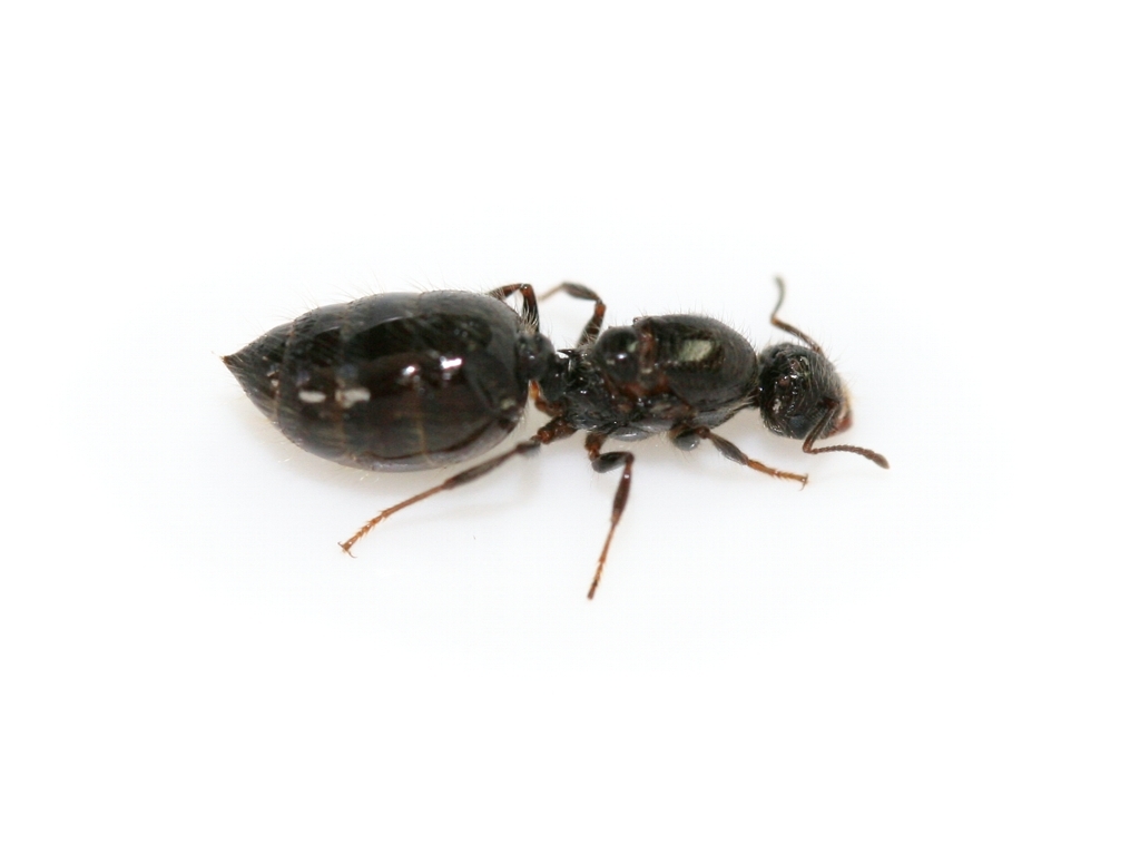 Crematogaster cf. erecta