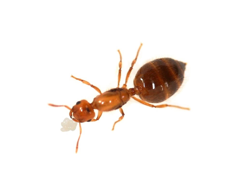 Crematogaster osakensis