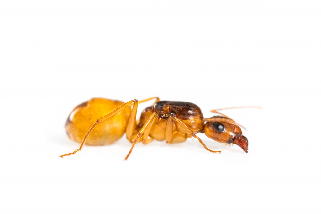 Camponotus fedtschenkoi