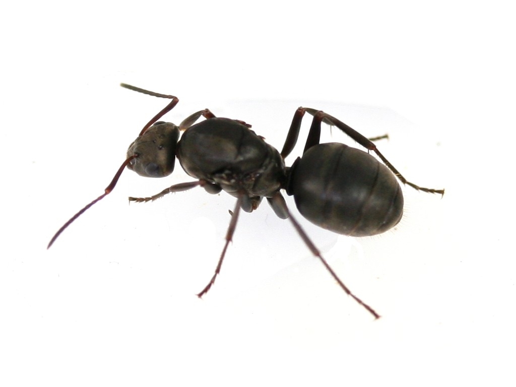 Camponotus cf. japonicus