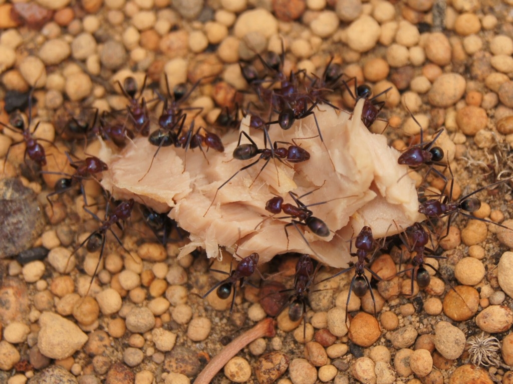 Iridomyrmex purpureus