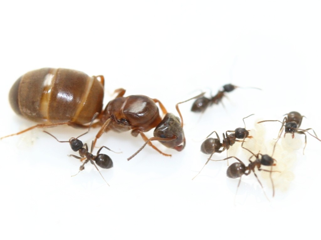 Lasius brunneus