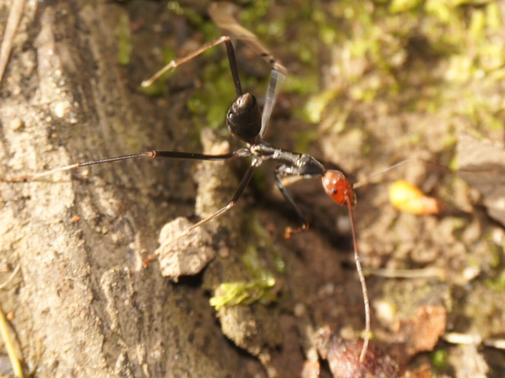 Leptomyrmex erythrocephalus