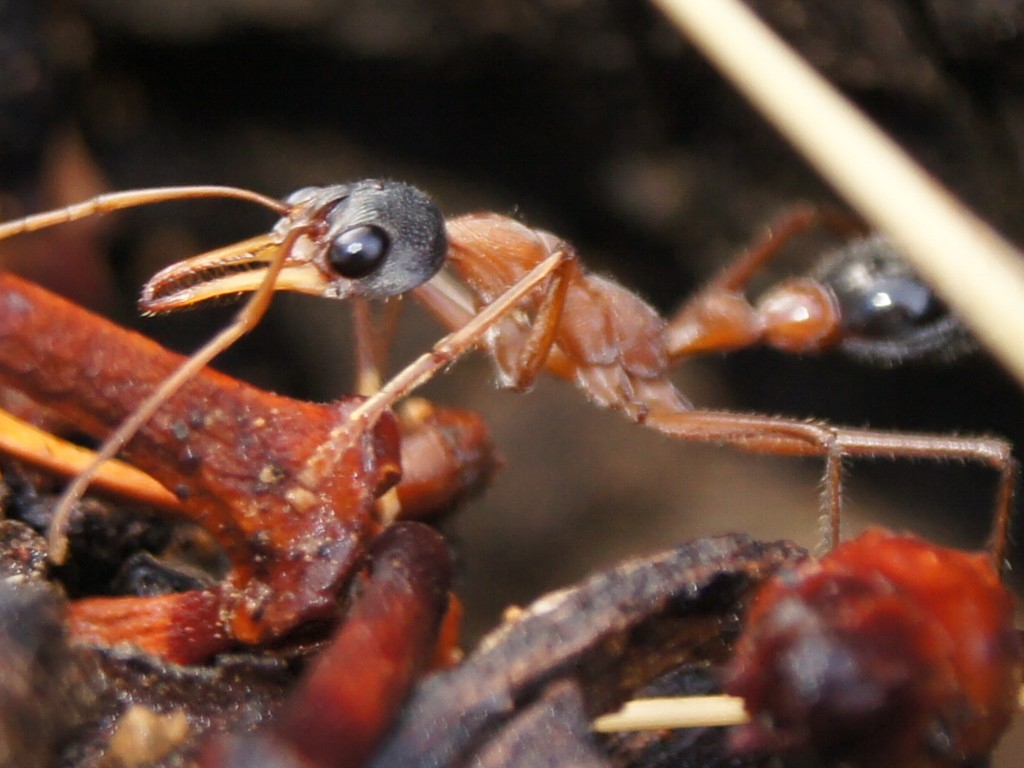 Myrmecia nigriceps