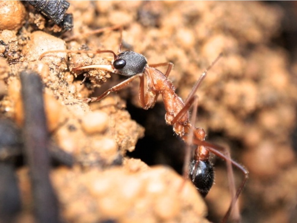 Myrmecia nirgriceps