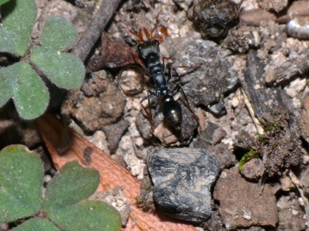 Myrmecia pilosula