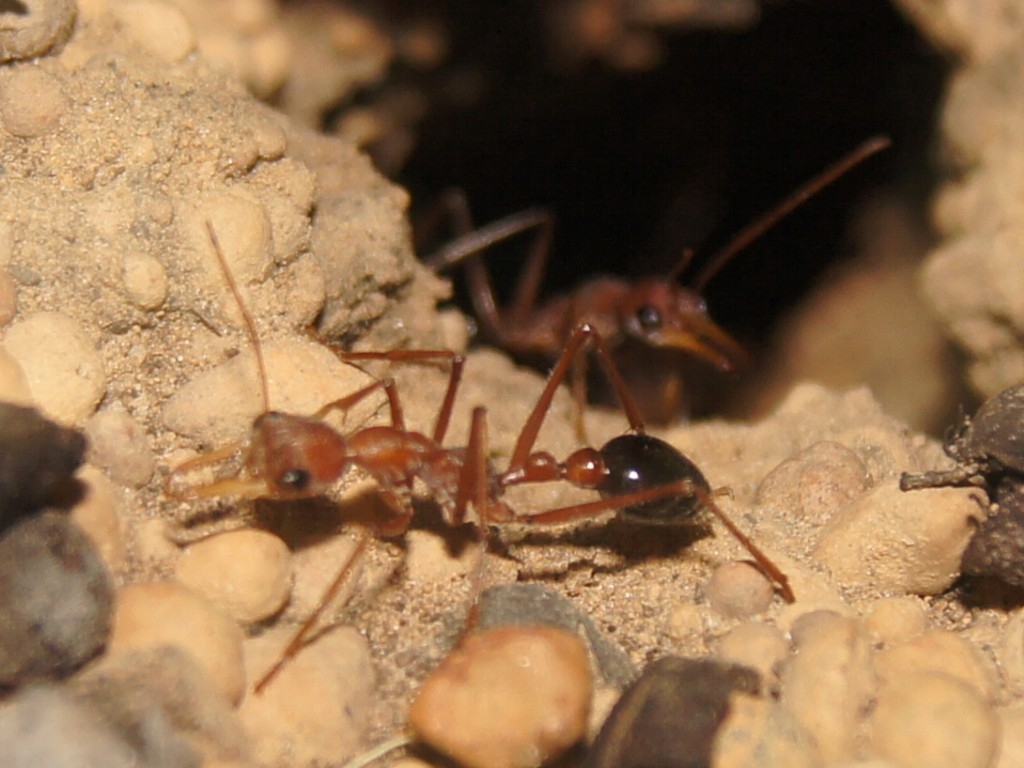 Myrmecia vindex