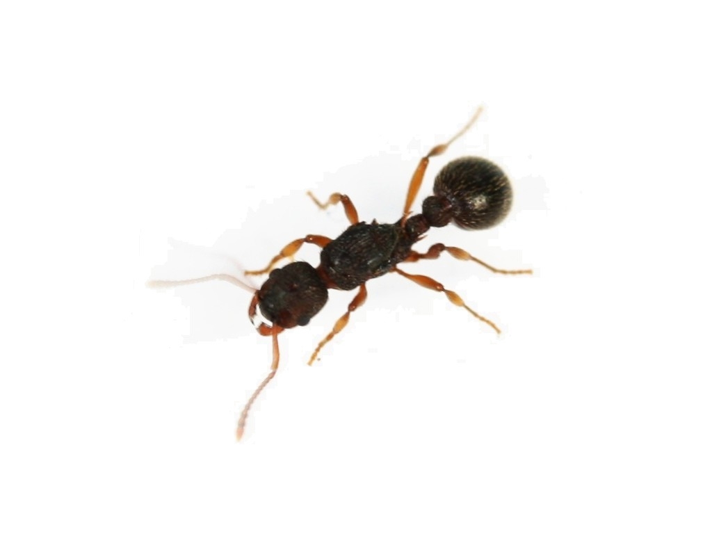 Myrmecina graminicola nipponica