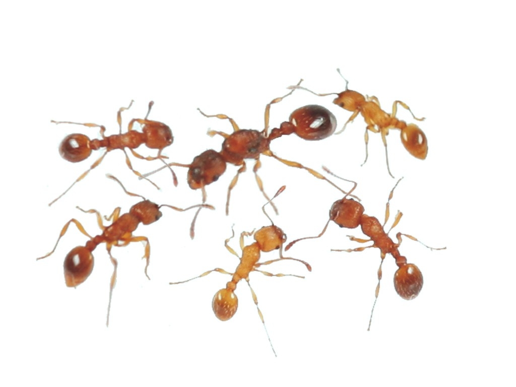 Myrmica scabrinodis