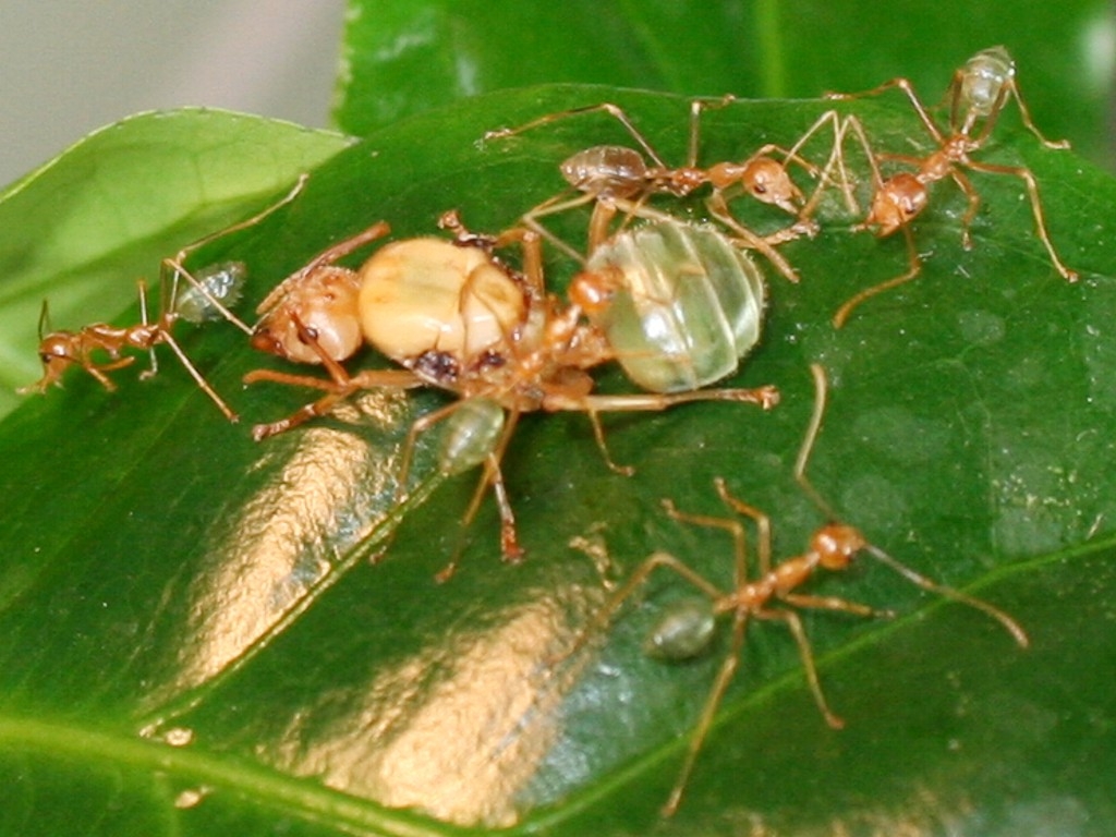 Oecophylla smaragdina (Austral. Weberameisen)