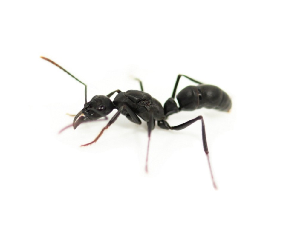 Neoponera cf. verenae - Pachycondyla cf. verenae