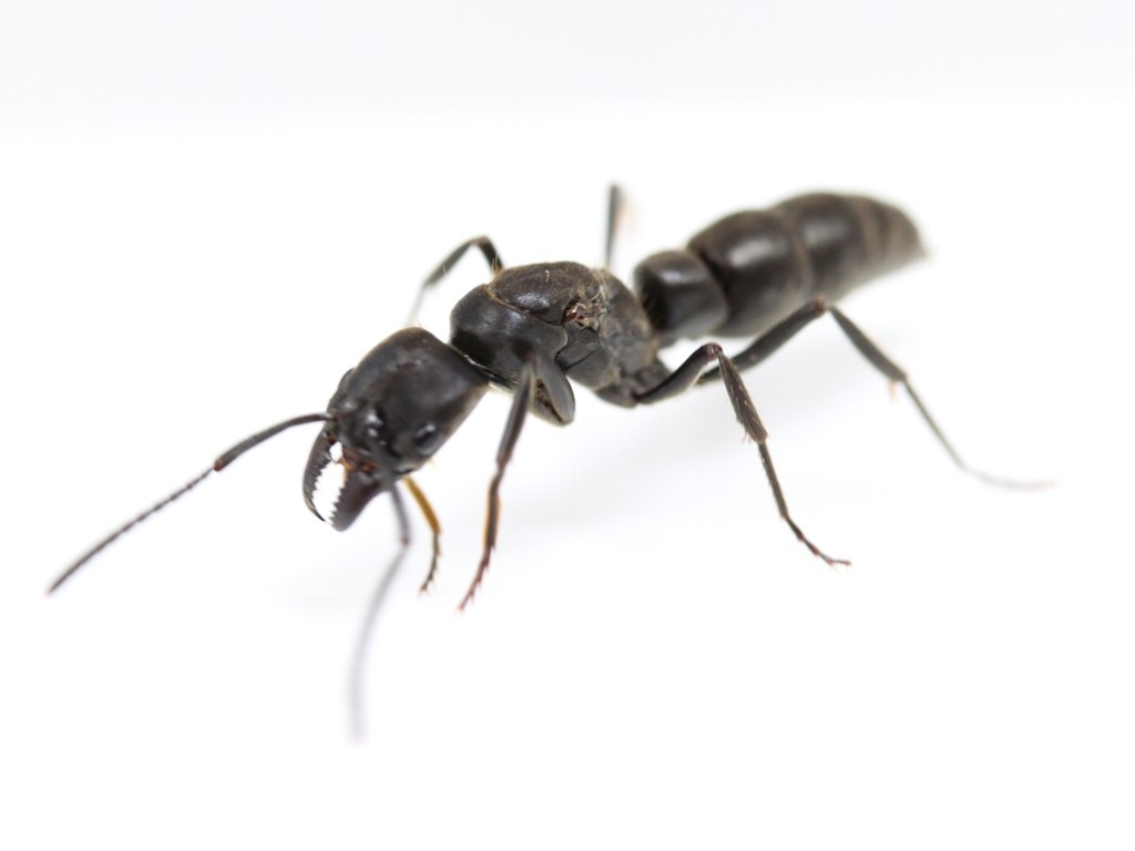 Camponotus herculeanus