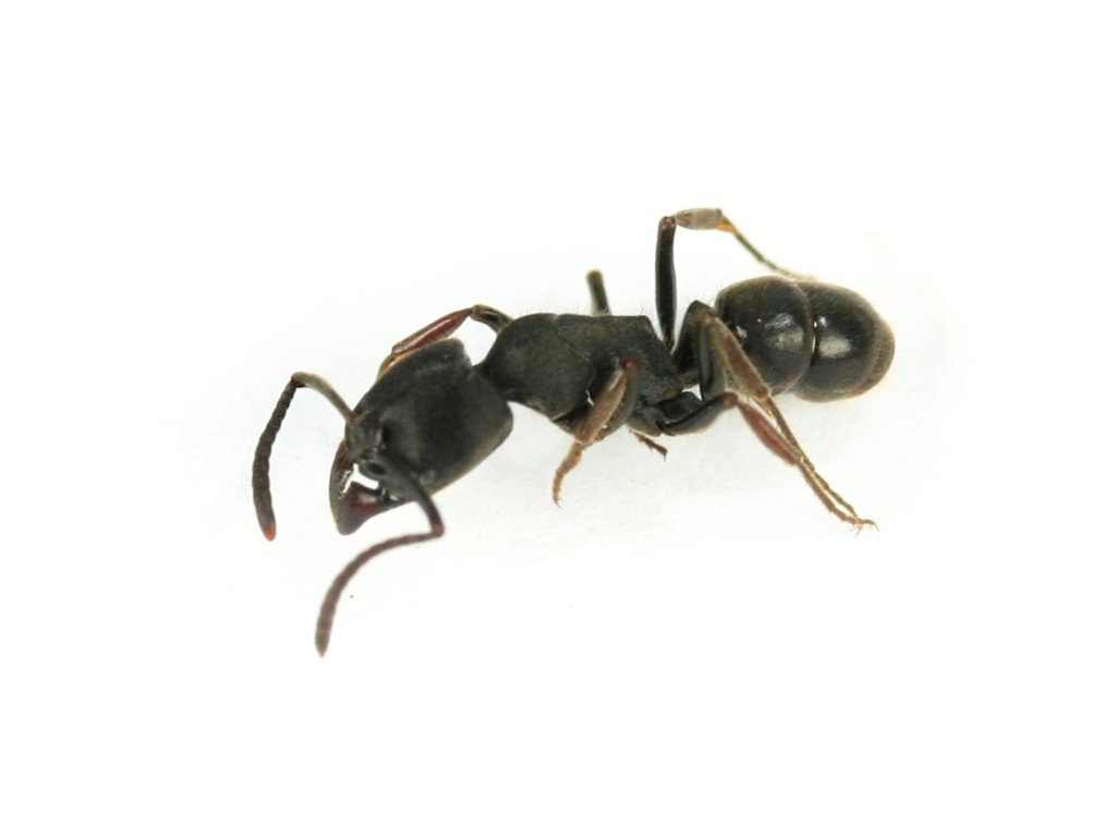 Ectomomyrmex javanus