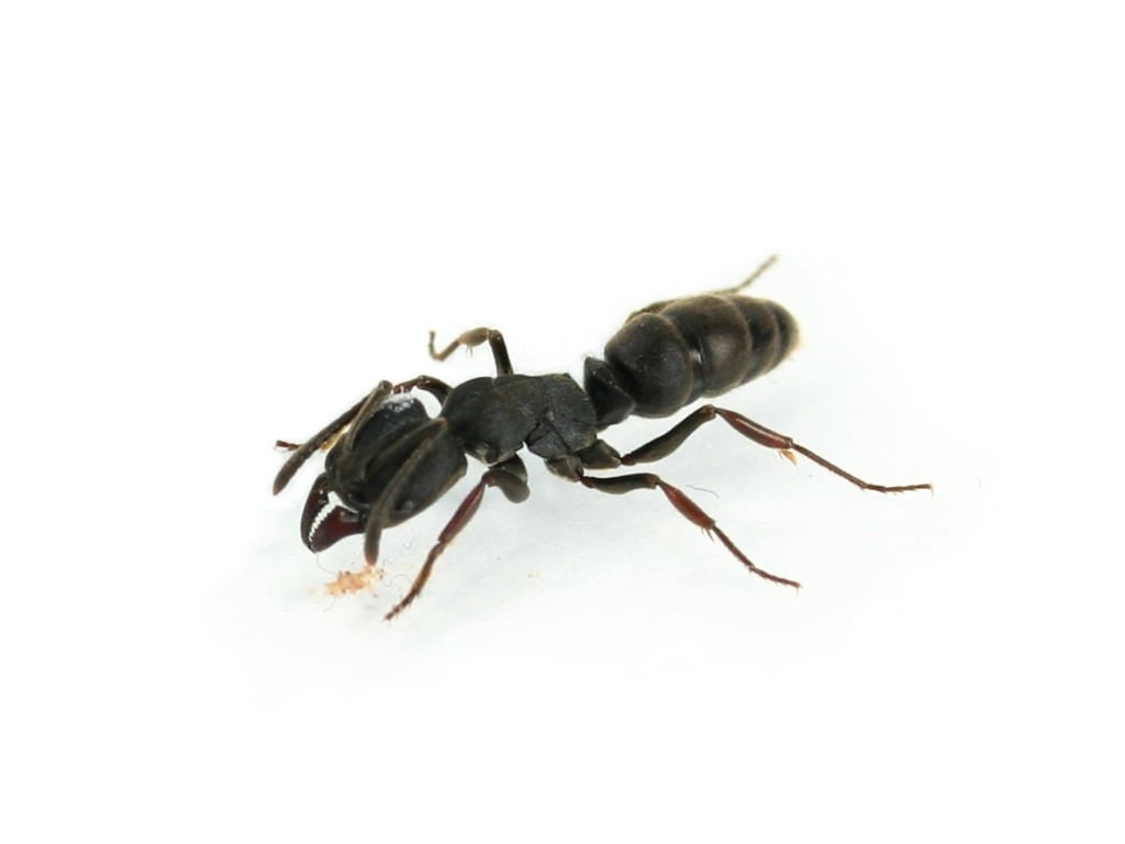 Ectomomyrmex spec. - Pachycondyla spec. from Malaysia